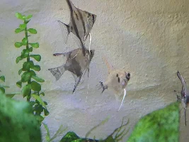 My 260L tank aquascaping project