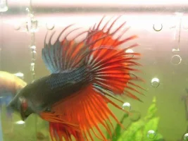 Here he is..