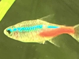Concerned About White Stringy Feces in My Aquarium