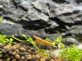 17gal high tech nano aquarium journal