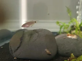 Peacock gudgeon photos