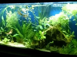 Male Or Female Pearl Gouramis?
