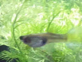 Pregnant Guppy