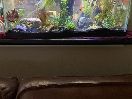 Bacterial Bloom???