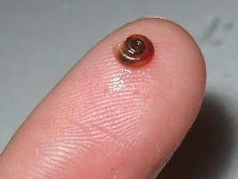 Unusual Intruder