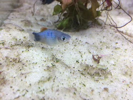 Platy hiding at top of tank