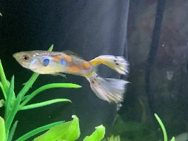 new color patterns on male guppies