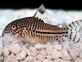 Which Corys Do You Have?