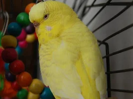 Vote Now! - November 2022 Pet of the Month Contest
