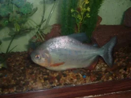 My fishies