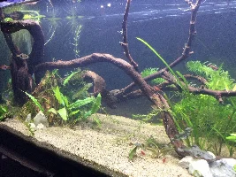 Aquascaper 20g