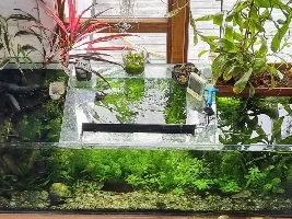 Discus Help!