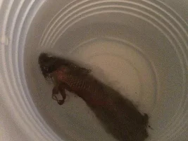 Something Has Been Killing My Bettas