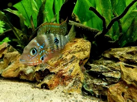 Ellioti breeding tank