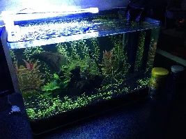 Nano tank with shrimps