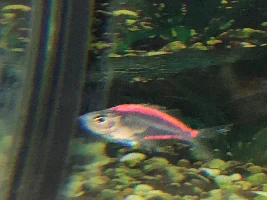 Sickness or Fish Fighting