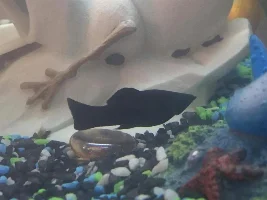 Problem With Mollies