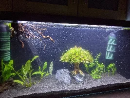 Transfer plants safely from ich/work tank or bin?