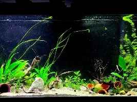 My Managerie of Tanks