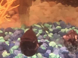 What is this on my Mollie?