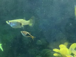 How long do you think until this guppy gives birth?
