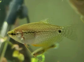 Split Ventral Fin on Gourami