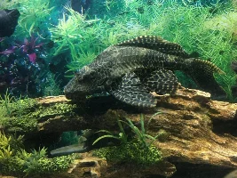 Thoughts on this chap