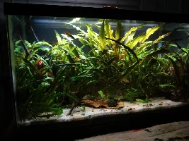 Good filler plants