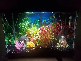 FISH SWIMMING ERRATICALLY