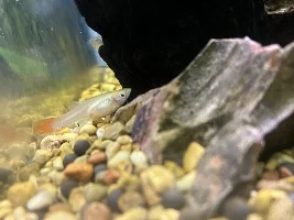 Please Help!!! Guppy’s dying one by one and can’t identify illness