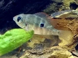 Anybody up to some aquatic breeding?