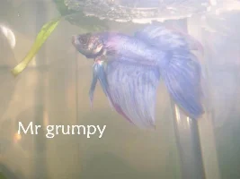Some Of My New Male Bettas
