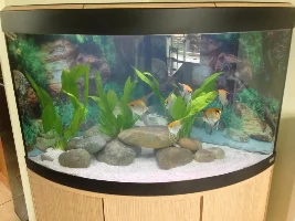 Second Tank Up And Running !