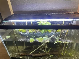 30g Lake Inle Aquaponic Biotope