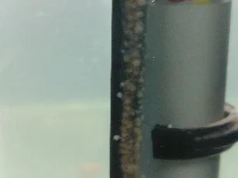 Anyone know what these dots are?