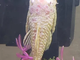 Albino Bristlenose Pleco has red sores on his head