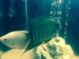 Can You Identify This Fish
