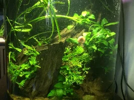 Best fish for 3 gal tank