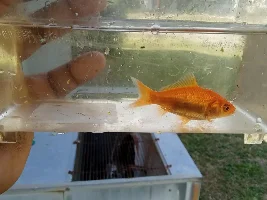Outdoor Goldfish