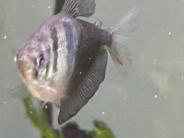 Red lump on fish tail. Does anyone know what this is??