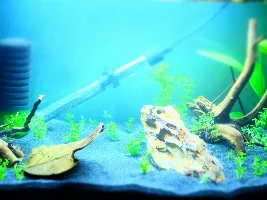 Re-starting 15 gallon, 1st time with sand