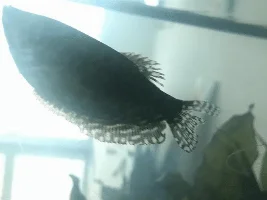 Breeding blue gouramis