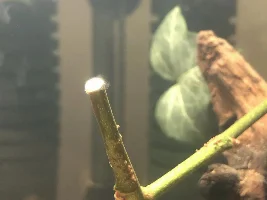 Weird filmy white algea?