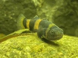 Bumblebee Goby Species ID?