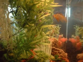 My 26 gallon show