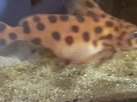 Swollen synodontis' belly