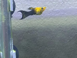 Molly Had Babies???