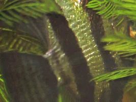 Very Sick Angelfish - Help Needed