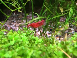 Daize's 120L Soil Tank