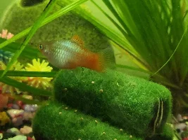 Pregnant platy fish - how far in is she?